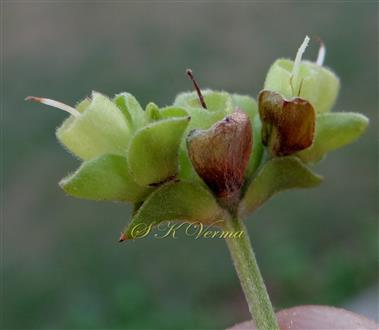  Flowers with bracts